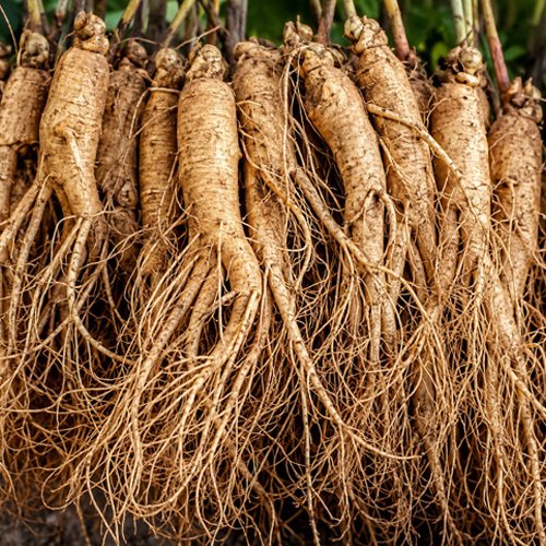 Korean Ginseng
